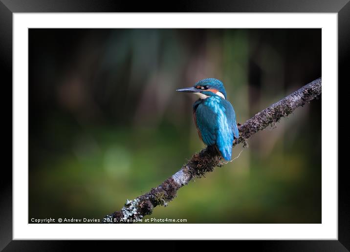 Kingfisher Framed Mounted Print by Drew Davies