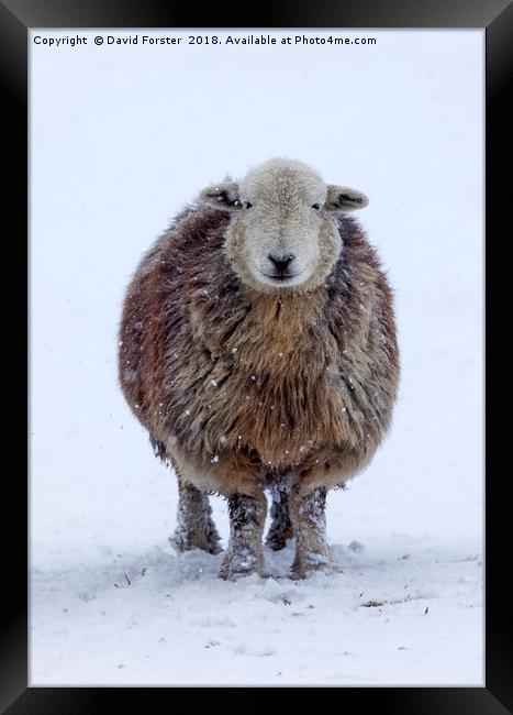 Happy Herdwick Sheep and Falling Snow Framed Print by David Forster