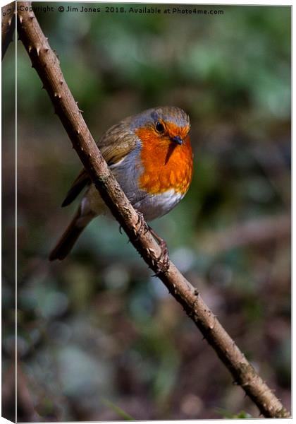 Robin perched on a rose branch Canvas Print by Jim Jones