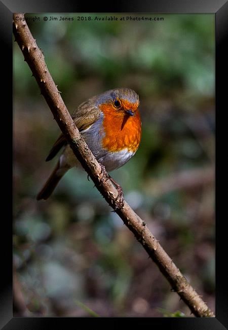 Robin perched on a rose branch Framed Print by Jim Jones