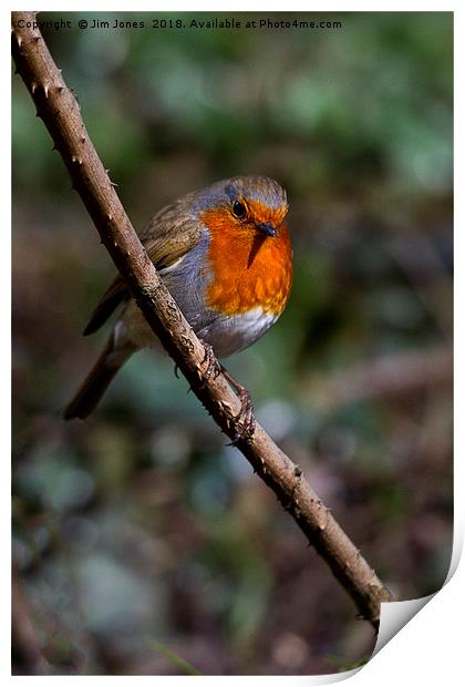 Robin perched on a rose branch Print by Jim Jones