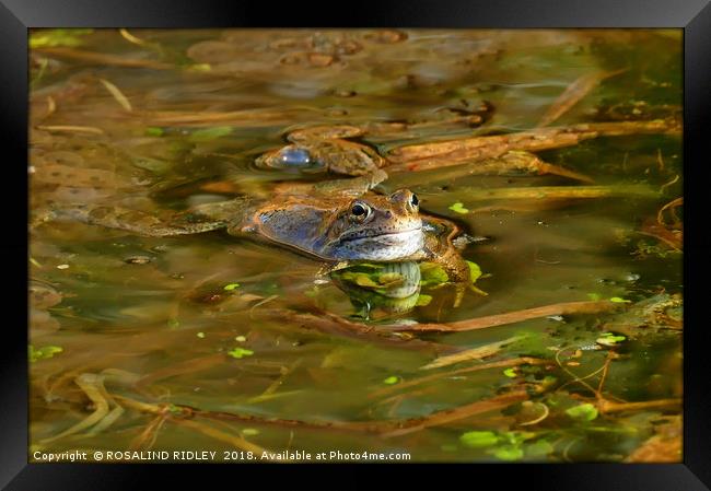 "Reflections of a Happy Frog" Framed Print by ROS RIDLEY