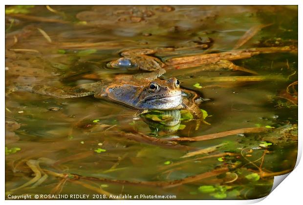"Reflections of a Happy Frog" Print by ROS RIDLEY