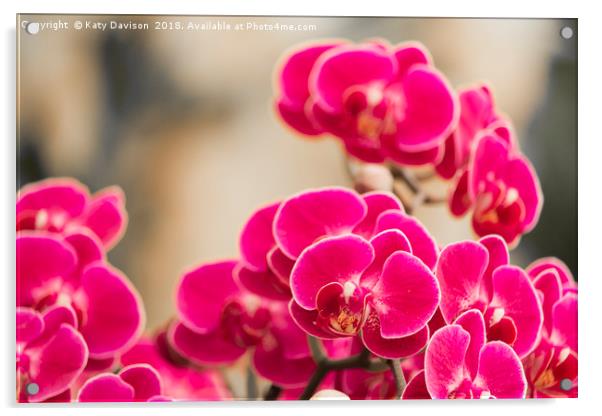 Pink orchids Acrylic by Katy Davison