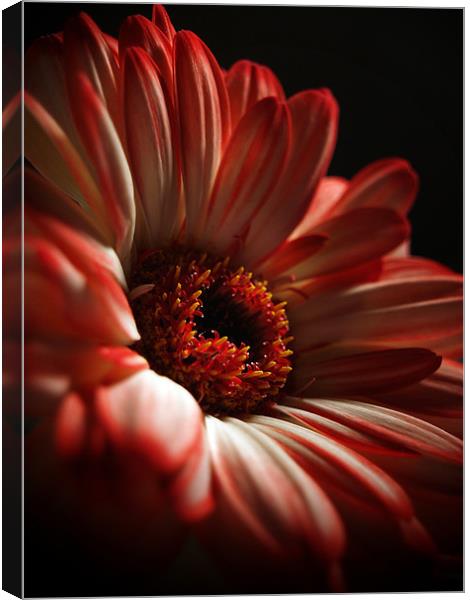 Two Toned Gerbera. Canvas Print by Aj’s Images