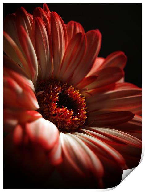 Two Toned Gerbera. Print by Aj’s Images