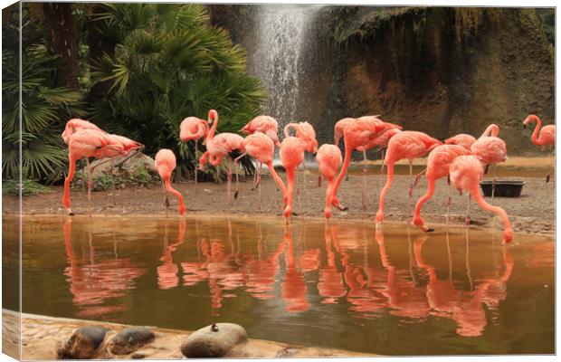 Pink flamingo colony with water reflections Canvas Print by Steve Mantell