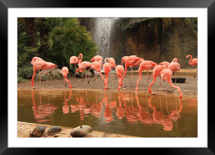 Pink flamingo colony with water reflections Framed Mounted Print by Steve Mantell