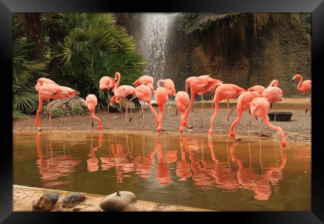 Pink flamingo colony with water reflections Framed Print by Steve Mantell