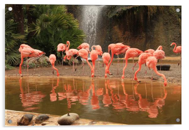 Pink flamingo colony with water reflections Acrylic by Steve Mantell