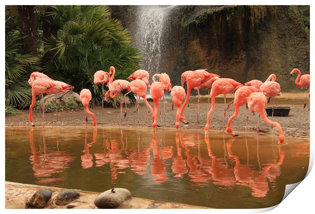 Pink flamingo colony with water reflections Print by Steve Mantell
