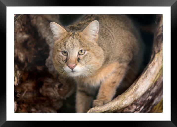 Jungle Cat Framed Mounted Print by Selena Chambers