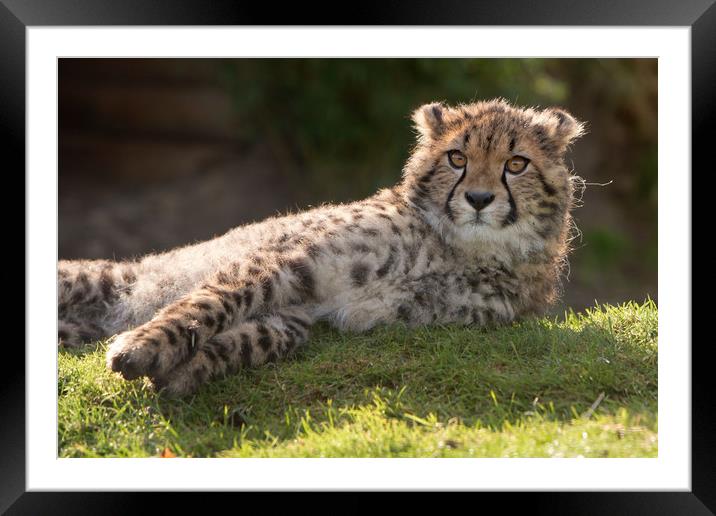 Cheetah Cub Framed Mounted Print by Selena Chambers
