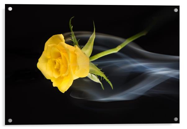 Yellow rose amongst mist. Acrylic by Bryn Morgan