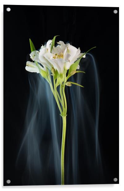 Lily in mist. Acrylic by Bryn Morgan