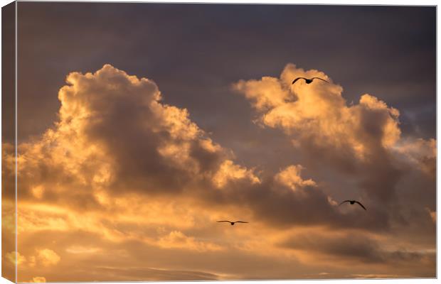 Three Gulls at Sunset Canvas Print by Jon Rendle
