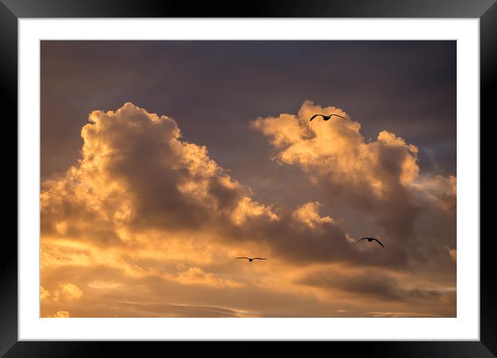 Three Gulls at Sunset Framed Mounted Print by Jon Rendle