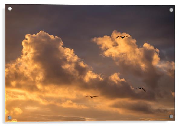 Three Gulls at Sunset Acrylic by Jon Rendle