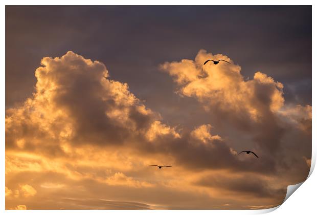 Three Gulls at Sunset Print by Jon Rendle