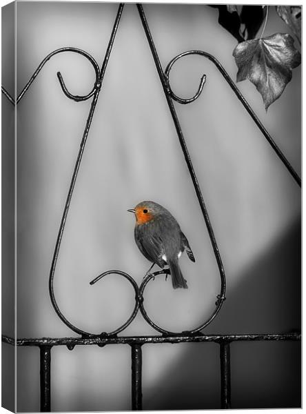 ROBIN ON IRON GATE Canvas Print by Anthony R Dudley (LRPS)