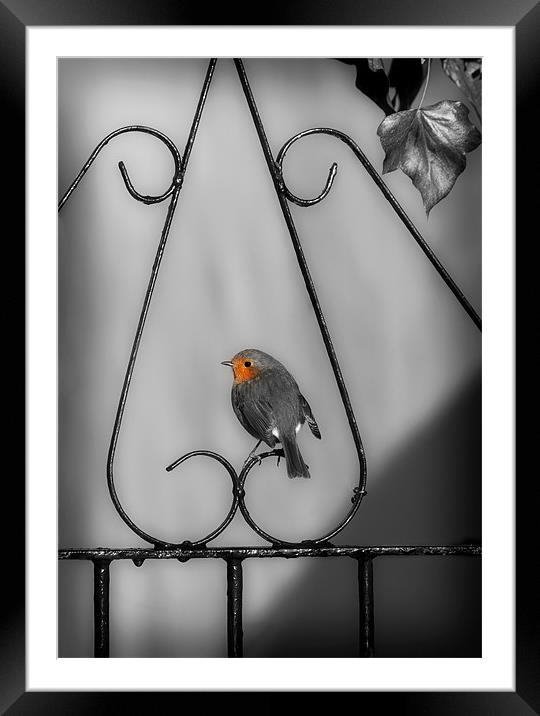 ROBIN ON IRON GATE Framed Mounted Print by Anthony R Dudley (LRPS)