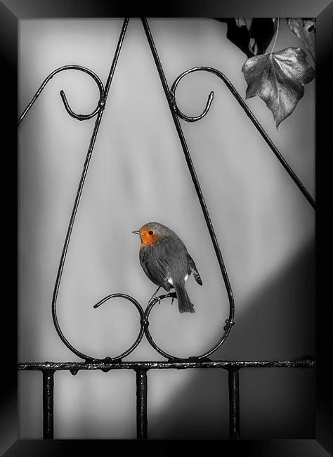 ROBIN ON IRON GATE Framed Print by Anthony R Dudley (LRPS)
