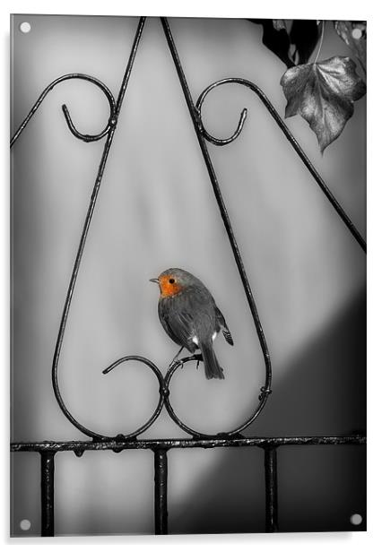 ROBIN ON IRON GATE Acrylic by Anthony R Dudley (LRPS)