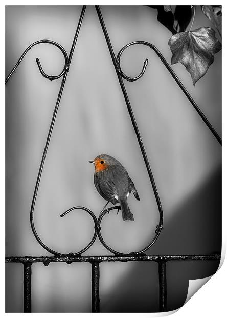 ROBIN ON IRON GATE Print by Anthony R Dudley (LRPS)