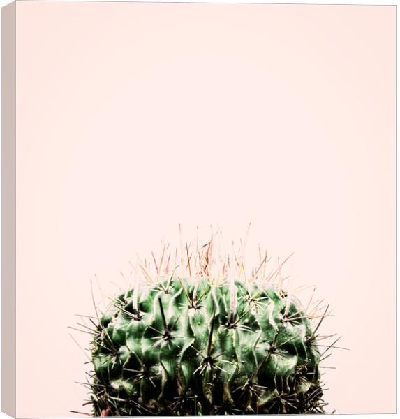 Cactus on Pink Canvas Print by Martha Lilia Guzmán Marín