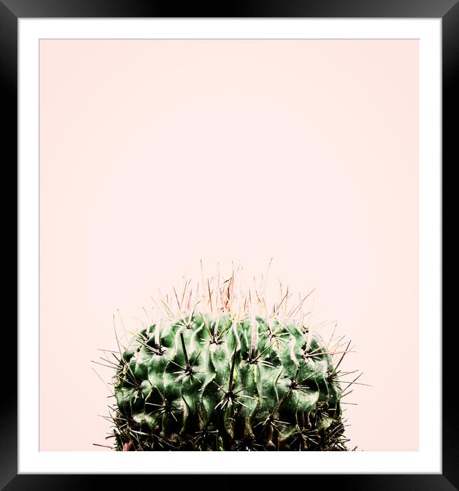 Cactus on Pink Framed Mounted Print by Martha Lilia Guzmán Marín