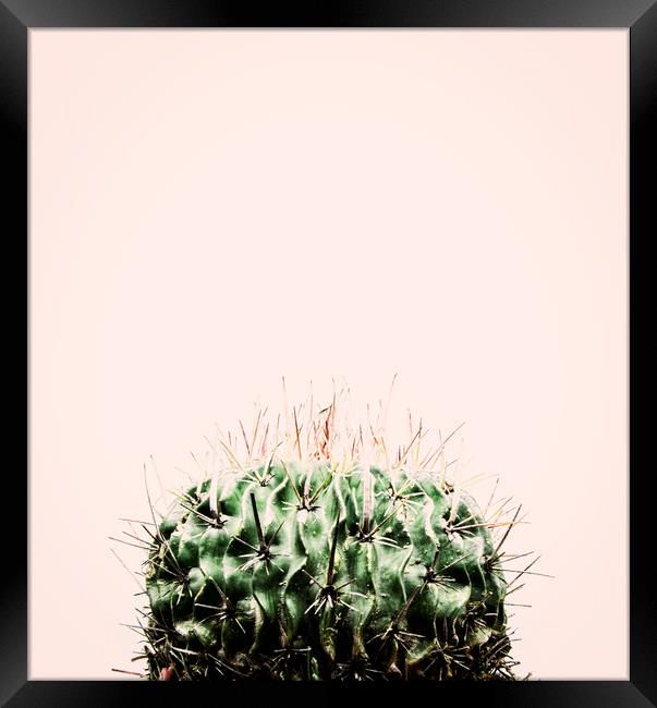 Cactus on Pink Framed Print by Martha Lilia Guzmán Marín