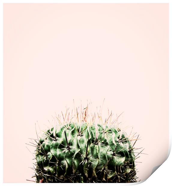 Cactus on Pink Print by Martha Lilia Guzmán Marín