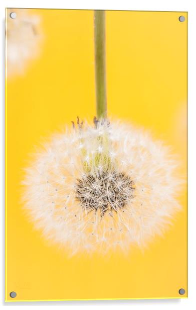 Dandelion and Yellow Acrylic by Martha Lilia Guzmán Marín