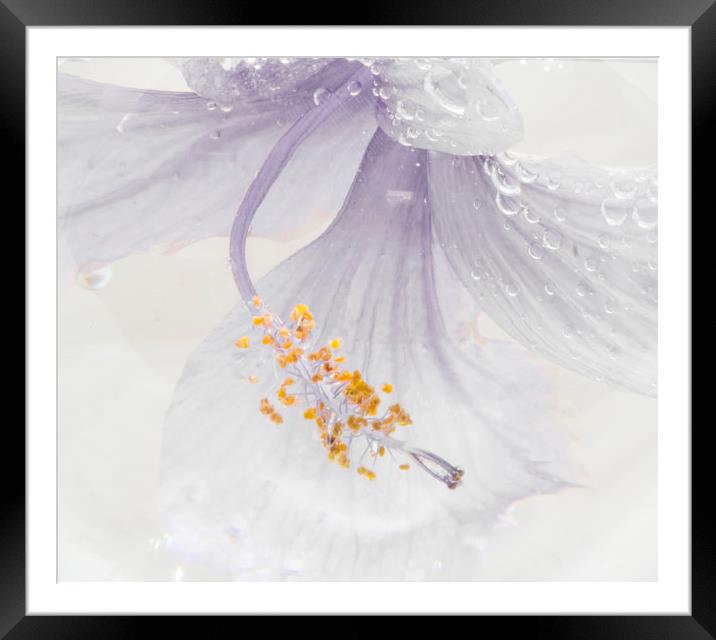 Floral Water Violet Accent Framed Mounted Print by Martha Lilia Guzmán Marín