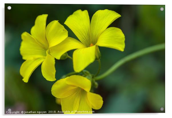 Bermuda Buttercup Acrylic by jonathan nguyen