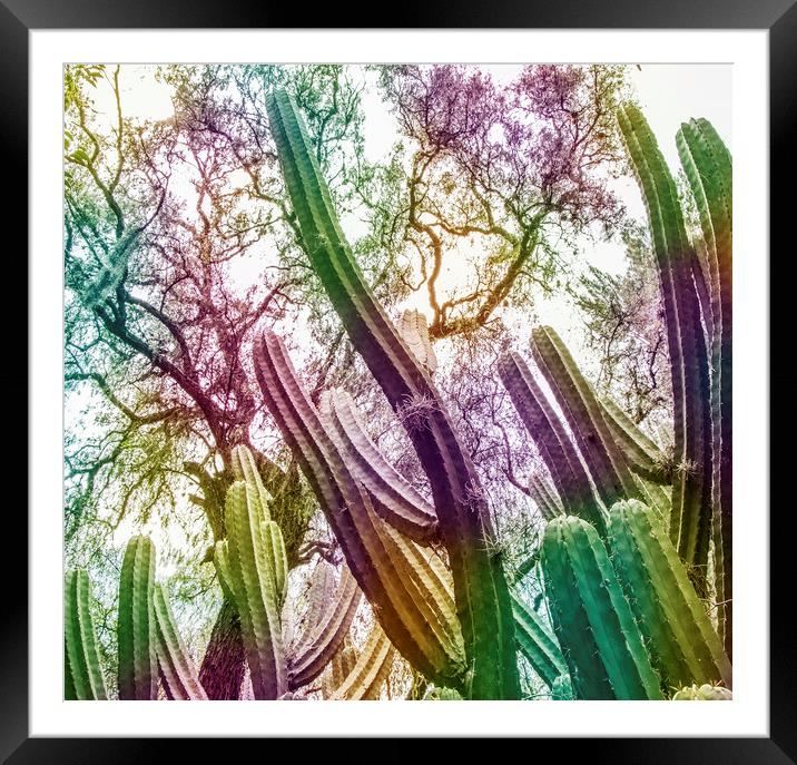 Rainbow Cactus Framed Mounted Print by Martha Lilia Guzmán Marín