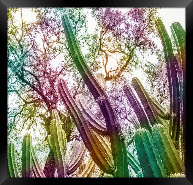 Rainbow Cactus Framed Print by Martha Lilia Guzmán Marín