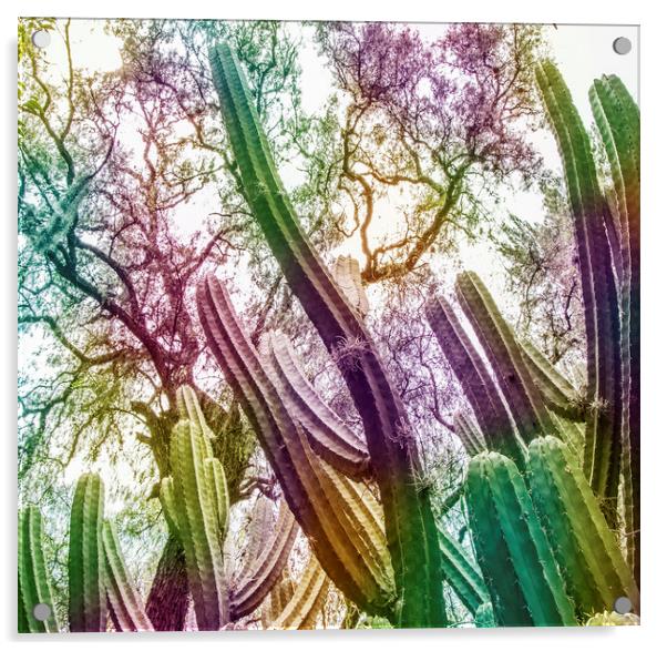 Rainbow Cactus Acrylic by Martha Lilia Guzmán Marín