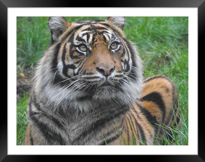 tiger waiting for next meal Framed Mounted Print by Pauline Green