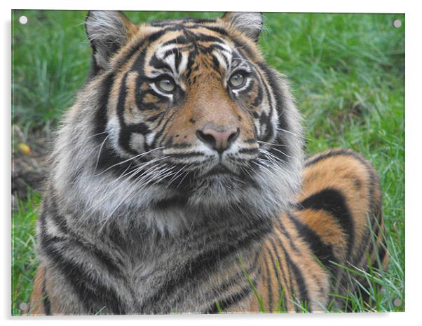 tiger waiting for next meal Acrylic by Pauline Green