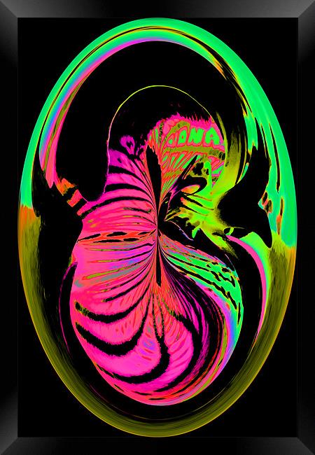 Embrio Framed Print by Ian Jeffrey