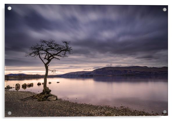 Loch Lomond, Milarrochy Bay tree, Scottish Highlan Acrylic by John Finney