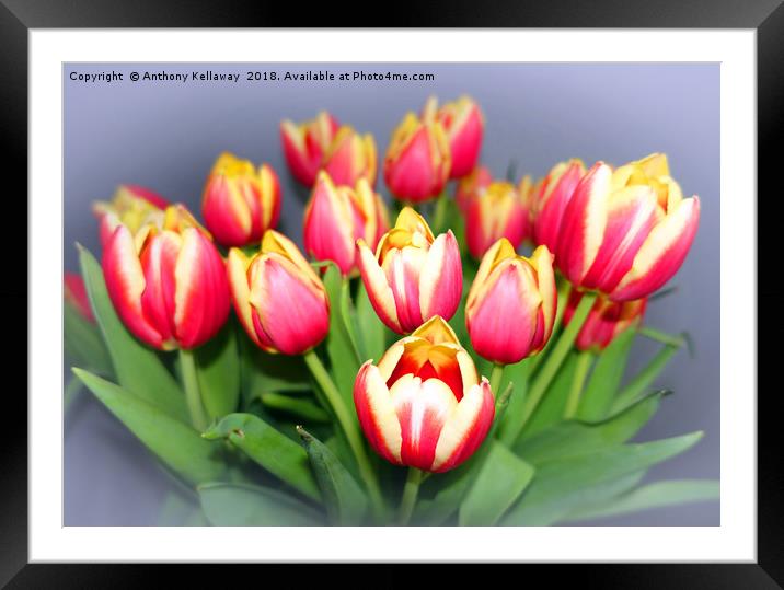    TULIPS               Framed Mounted Print by Anthony Kellaway