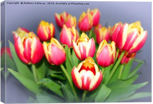  Spring Tulips                  Canvas Print by Anthony Kellaway