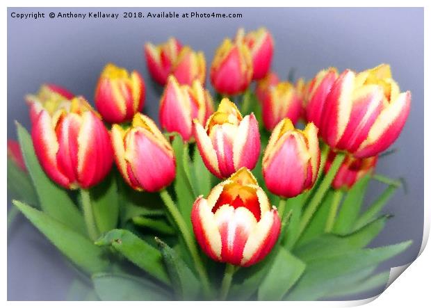 Spring Tulips                  Print by Anthony Kellaway