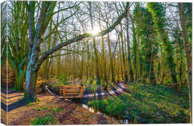 Sunrise at Hartsholme Country Park, Lincoln Canvas Print by Andrew Scott
