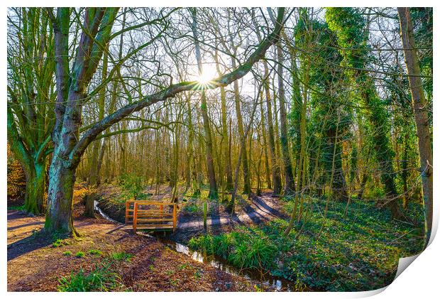 Sunrise at Hartsholme Country Park, Lincoln Print by Andrew Scott