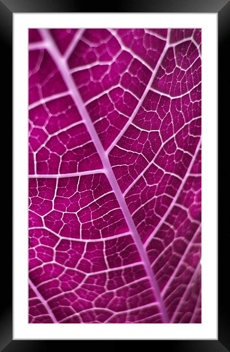 purple leaf Framed Mounted Print by Heather Newton