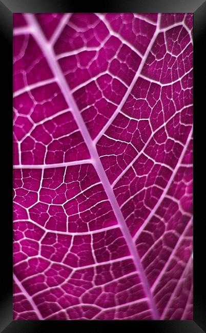 purple leaf Framed Print by Heather Newton