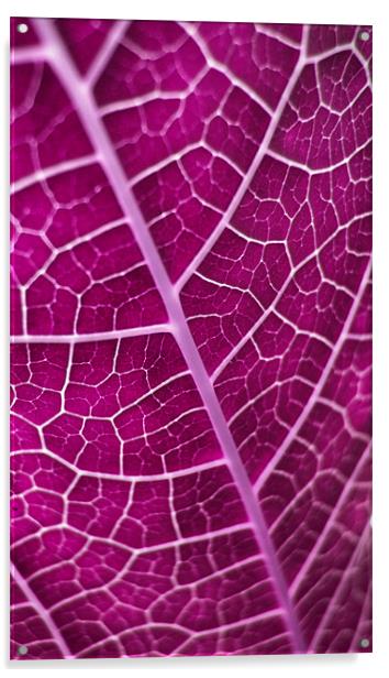 purple leaf Acrylic by Heather Newton